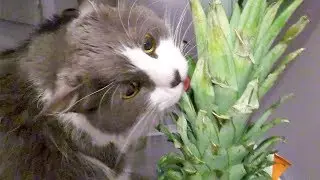 Otto's Last Pineapple