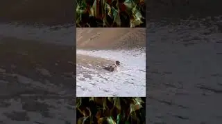 A cow rolls down a hill (202).
