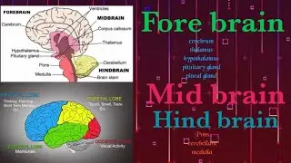 Human brain ,parts , function & complete anatomy physiology मानव मस्तिष्क भाग एवं कार्य पूरी जानकारी