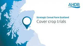Cover crop trials: Strategic Cereal Farm Scotland