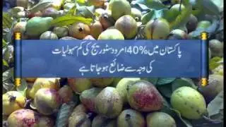 GUAVA in industry area Doburji Araian Sialkot Pakistan