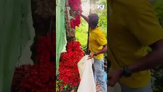 മൂട്ടിപ്പഴത്തിന്റെ വിശേഷങ്ങളറിയാം.... കാത്തിരിക്കുക | Moottippazham | Idukkimoottippazham | Idukki |