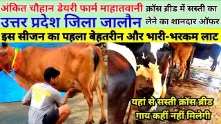 Cow for sale | cross breed cow | 25000₹ में अंकित चौहान डेयरी फार्म उत्तर प्रदेश जालौन cow for sale