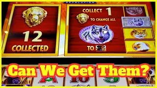 12 ЗОЛОТЫХ ГОЛОВ! 100X WIN Игровой автомат Buffalo Gold Revolution