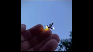 Fireflies, also known as lightning bugs, produce a 