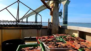 EP 1 - On va p&ecirc;cher la COQUILLE SAINT-JACQUES | De l'Oc&eacute;an &agrave; l'Assiette | &Icirc;LE DE R&Eacute;