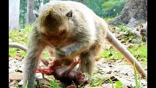 New Baby Monkey, Jessie Just Born On December 21, 2017 Cry Loudly Because Mom Doesn&rsquo;t Carry Her.