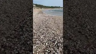 Сокровища Черного моря 🌊 Ракушки Аркутино | Sea Treasures Shells Arkutino