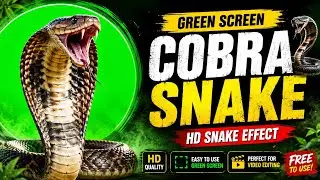 Cobra Snake Green Screen Effect | HD Transparent Background 🐍