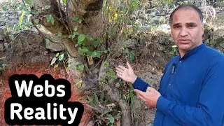 Exploring the Hidden Craft of Sheet Spider Webs | Nature&rsquo;s Morning Dew Wonder