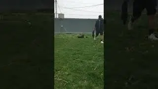 American pit bull brindle dad and mom red nose...