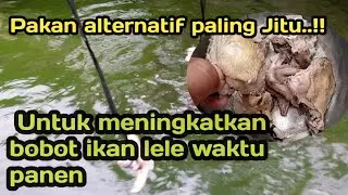 pakan alternatif paling jitu |||..& untuk meningkatkan bobot ikan lele