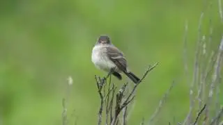 Willow Flycatcher (Empidonax traillii) - Birds of North America