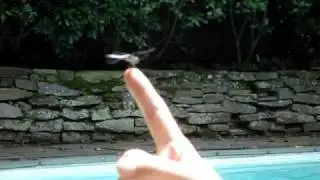 Dragonfly Whisperer