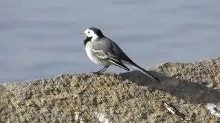 Witte Kwikstaart - White Wagtail - Bergeronnette grise - Linerle - Motacilla alba