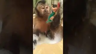 Baby Monkey Bath