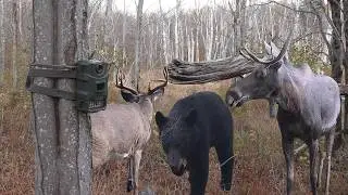 Fall in the Massachusetts Berkshires | Trail Camera Compilation