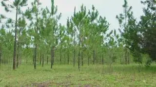 Florida longleaf pine trees  in Florida