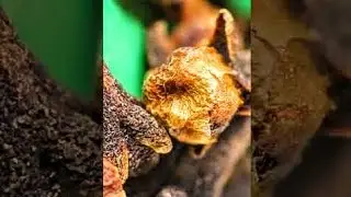 Clove Supermacro - Canon SX50 + Raynox DCR-250