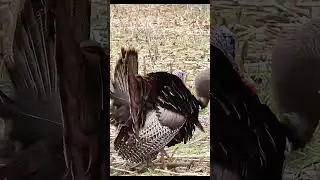 Silent Setup&hellip; Then the Woods Explode With Gobbles! #turkeyhunting  #bowhunting #gobblerhunting