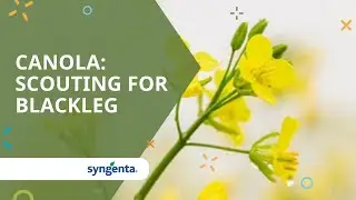 Canola: Scouting for blackleg