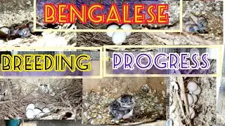 BENGALI FINCHES BREEDING PROGRESS.বাংলা ফিঞ্চের প্রজনন অগ্রগতি।बंगाली फिंच प्रजनन प्रगति।