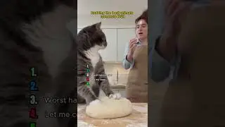 Ranking the Messiest Animal Moments №21 #animals #chaos #funny