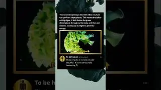 🌿 Solar-Powered Sea Slug?! Meet Elysia Crispata #shorts