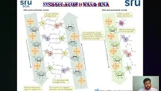 Nucleic Acids (DNA & RNA) - Nature, structure, Functions and Types