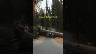 The iconic Tunnel Log #sequoianationalpark