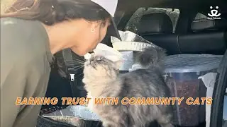 Community Cats: 58 felines living their best life outdoors