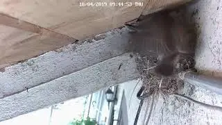 Black Phoebe nest 2019