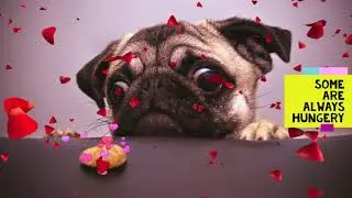 Samsara's Doggy Delight
