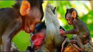 So Beautiful Newborn Baby Sleep Peacefully In Mother's Warm Chest | Look His Cutenest Red Face