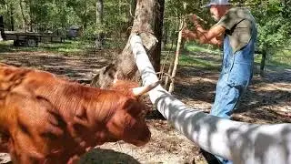 HOW to Get Rid of Flies without CHEMICALS ---CATTLE RUB with Essential Oils