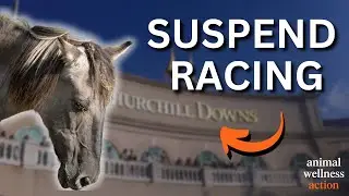 Churchill Downs MUST Pause Racing - 12 Horses Dead in ONE Month