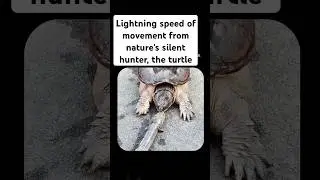 ☠️speed of turtle #turtle #youtubeshorts