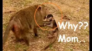 Breaking Heart & Million Sadness For Small Baby Monkey| Why??? Mom Do Like This.