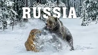 Дикая Россия | Как животные выживают в суровых условиях Сибири | Полный документальный фильм