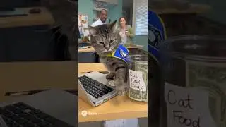 The Hardest Worker in the Office Isn&rsquo;t Human 😼