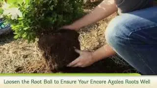 How To Plant Reblooming Encore Azaleas