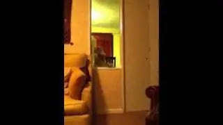 My cat waving at me