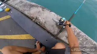 4-5lb Omilu keahou Big island