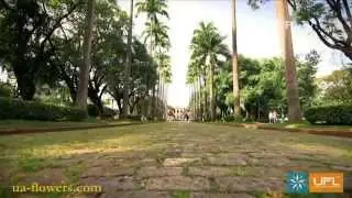 Send flowers Belo Horizonte. Flower delivery worldwide