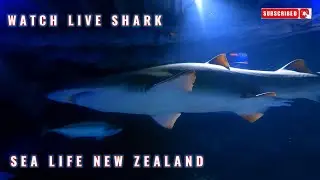 SEA LIFE KERRY TARLTONS, AUCKLAND. NEW ZEALAND | FULL OF ADVENTURE AND DISCOVERY.