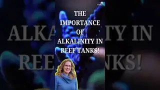 Your Reef&rsquo;s Secret to Stability | Understanding Alkalinity in Your Tank