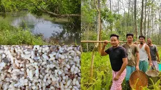 How are Red Ant Eggs Collected in the Wild