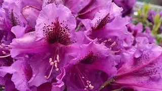 Blütenpracht Rhododendron Pflege & Rückschnitt - Lilo Siegel
