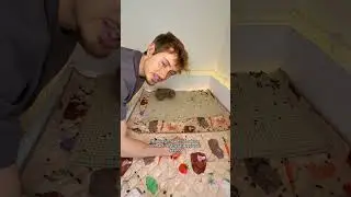 Guinea Pigs BIGGEST secret REVEALED! 🤫