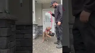 How to stop leash biting #leash #biting #tugofwar #k9 #k9training #traineddogs
